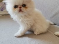 SAFKAN İRAN KEDİSİ YAVRULARI 0 BURUN
