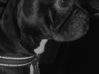 Erkek french bulldog