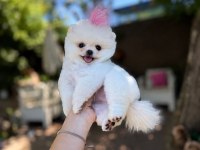 Orjinal Pomeranian Boo