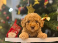 Maltipoo bebeğim