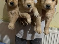 Baby face yavrular golden retriever