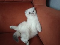 KIRIK KULAK DİŞİ KEDİMİZ YENİ SAHİBİNİ BEKLİYOR