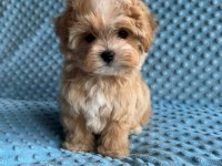 Kore teacup maltipoo yavrular