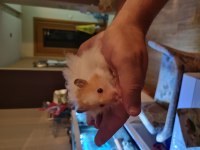Hamsterlarımı ücretsiz sahiplendirmek istiyorum