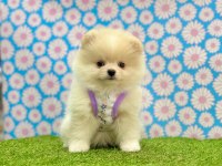 Safkan Pomeranian Boo Bebekler