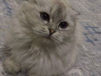 Scottish fold dişi 12 aylık