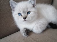 BLUE POİNT ERKEK BRİTİSH SHORTHAİR BEBEKLER