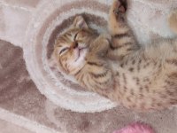 Scottish fold golden tabby