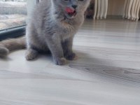 Kehribar gözlü scottish fold kediciklerim