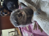 Scottish fold yavrular