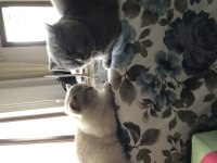Dişi-Erkek Çift British Shorthair