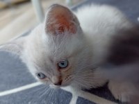 Beyaz British Shorthair