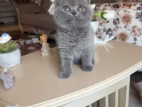 SAFKAN OYUNCU BRİTİSH SHORTHAİR PATİLER