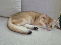 British shorthair dişi kedimiz