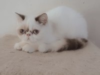 Sevimli minnoş kediler