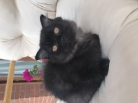 2 erkek bal küpü scottish fold yavrumuza yuva arıyoruz