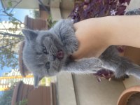 British longhair
