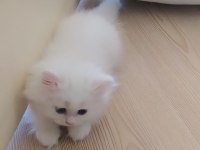 ÇOK TATLI SAKIZ YAVRULARIMIZ PERSİAN
