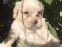 Terrier maltese- albino rus finosu melezleri