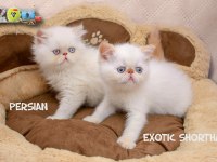 SAĞLIK GARANTİLİ EXOTİC SHORTHAİR