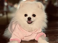 Pomeranian Dişi Beyaz