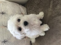 MALTESE BEBEKLER