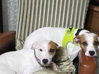 Jack russell