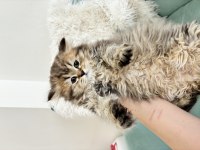 Mükemmel güzellikteki british shorthair yavrular