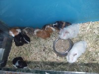 Yavru guinea pig