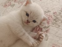 British shorthair kedi yavrusu