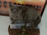 British shorthair kedisi