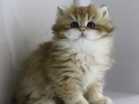 Teslime hazır tontik british shorthair yavrular