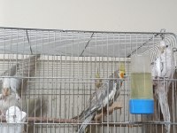 Çift Sultan Papağanı 3 Yavrusu Var