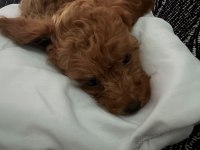 Minyatür poodle 2,5 aylık safkan