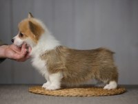 Fci secereli corgi yavruları