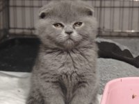 British Shorthair ve Scottish Fold Yavrular Teslime Hazır