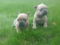 French bulldog yavrularımız