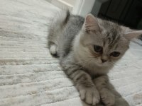 ACİL YUVA ARIYORUZ KEDİLERİMİZE