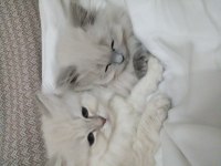 SAFKAN BRITISH KARDEŞLER