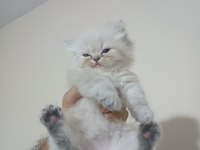 A kalite british longhair mavi göz yavrular