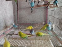 Jumbo muhabbet kuşu ve kırık çeşitler