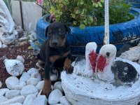 Minik doberman köpekler yeni yuvalarını arıyor