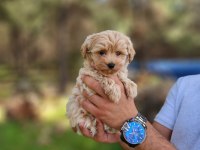 Gerçek Maltipoo yavrularımız