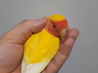 Dişi Sevda Papağanı Kızgın