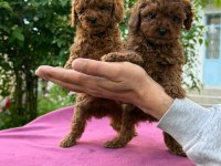 Orjinal Teacüp Toy Poodle