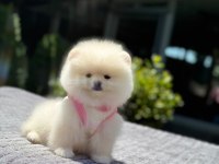 Karbeyaz Pomeranian Boo