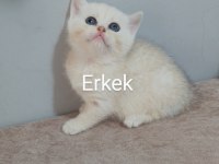 39 Günlük Beyaz British Shorthair