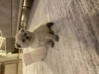 50 günlük scottish fold yavrular sahiplendirilecek