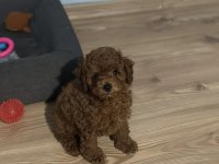 HİPOALERJENİK TÜY DÖKMEYEN KOKU YAPMAYAN POODLE
