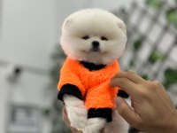 Her çeşit her keseye uygun pomeranian bebekler